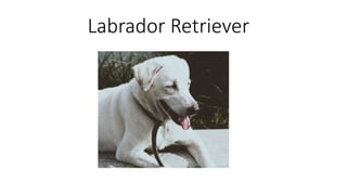 Labrador Retriever
 