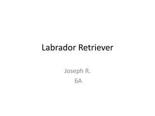 Labrador Retriever Joseph R. 6A 