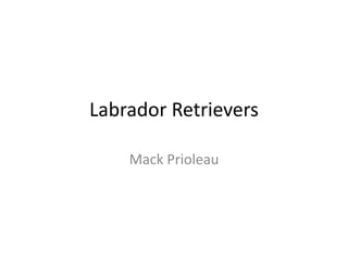 Labrador Retrievers
Mack Prioleau
 