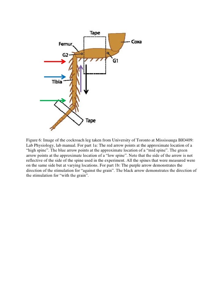 Animal physiology lab report mechanoreceptors of cockroach 05 image