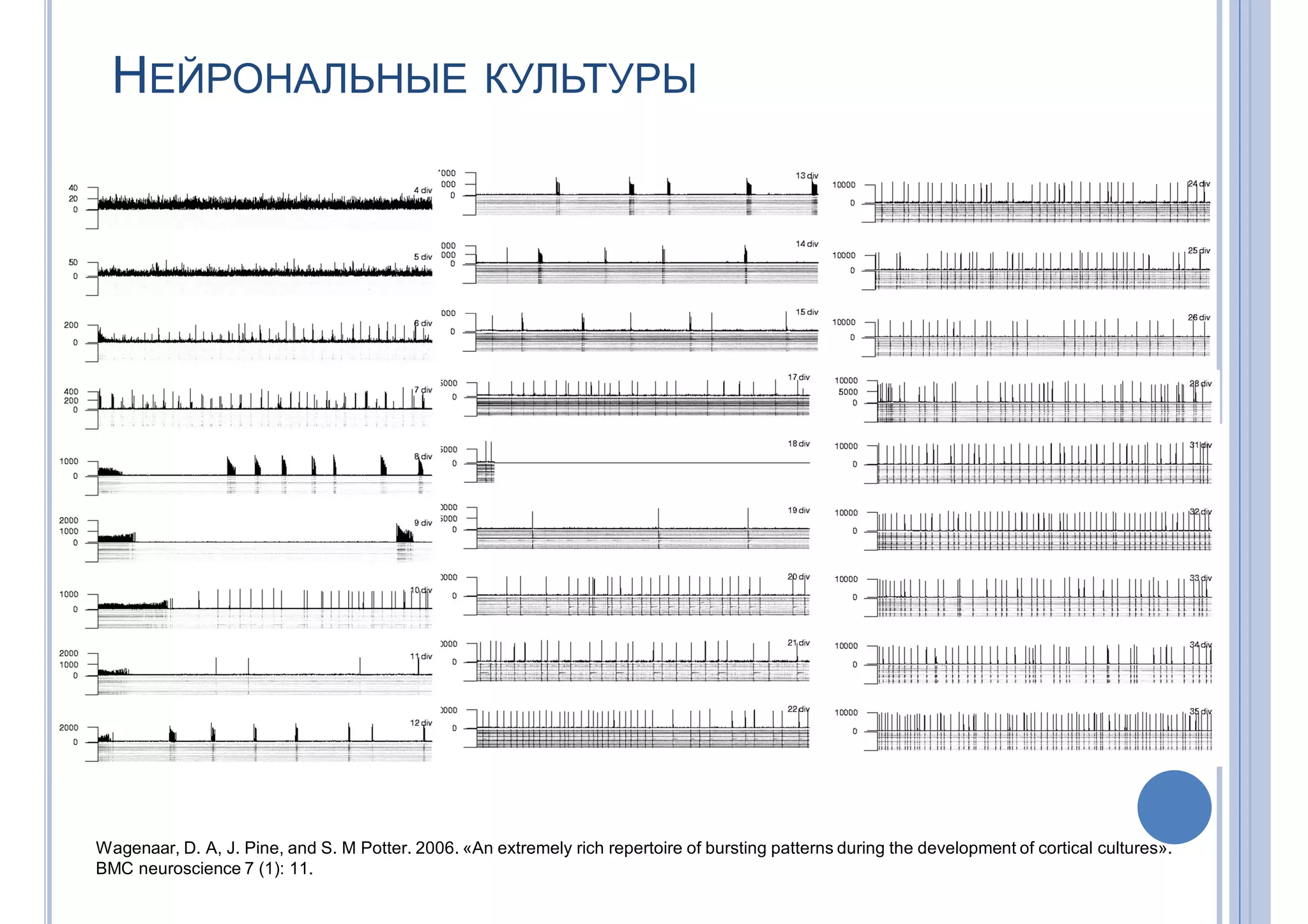 НЕЙРОНАЛЬНЫЕ КУЛЬТУРЫ
Wagenaar, D. A, J. Pine, and S. M Potter. 2006. «An extremely rich repertoire of bursting patterns during the development of cortical cultures».
BMC neuroscience 7 (1): 11.
 