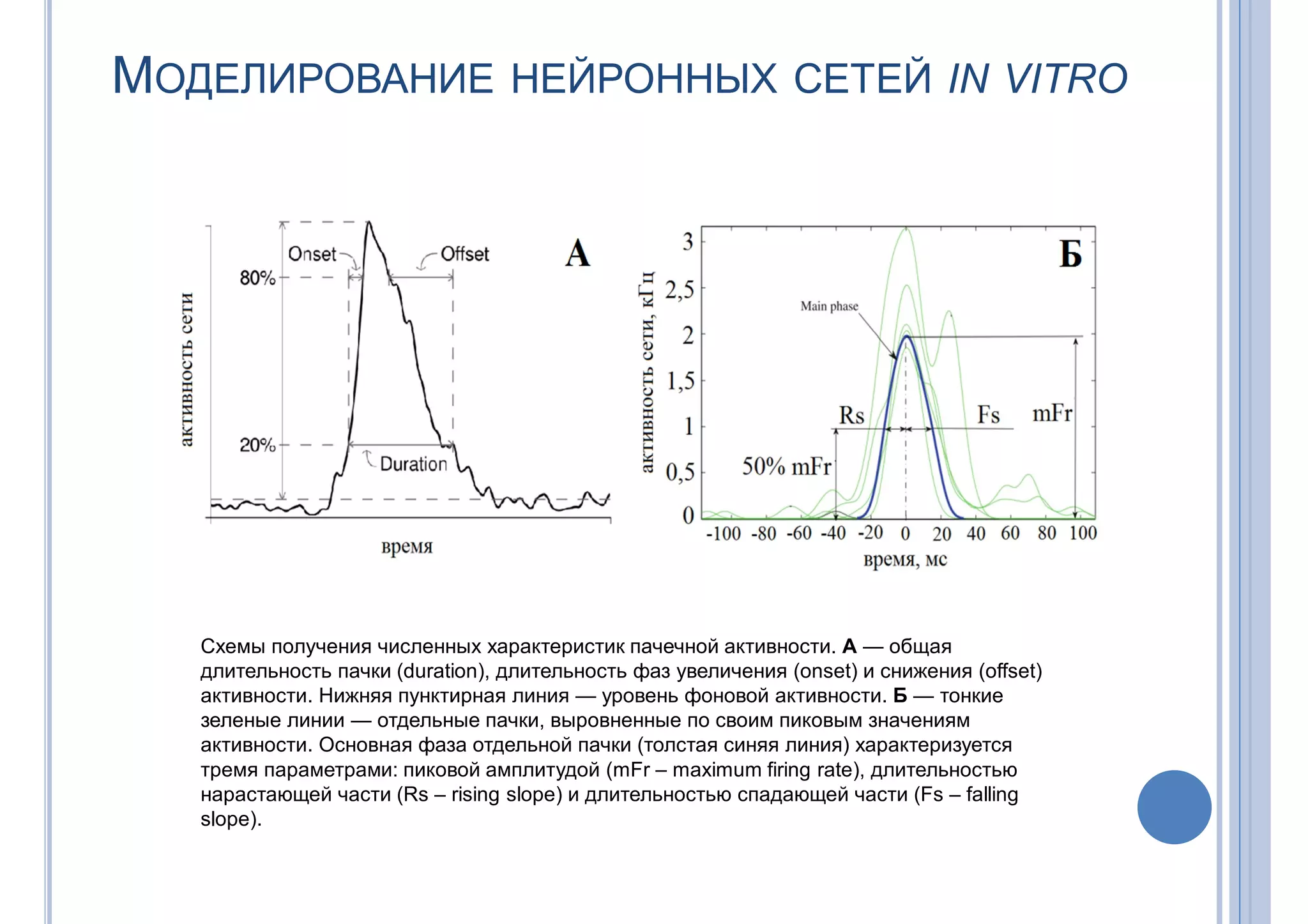 МОДЕЛИРОВАНИЕ НЕЙРОННЫХ СЕТЕЙ IN VITRO
Схемы получения численных характеристик пачечной активности. А — общая
длительность пачки (duration), длительность фаз увеличения (onset) и снижения (offset)
активности. Нижняя пунктирная линия — уровень фоновой активности. Б — тонкие
зеленые линии — отдельные пачки, выровненные по своим пиковым значениям
активности. Основная фаза отдельной пачки (толстая синяя линия) характеризуется
тремя параметрами: пиковой амплитудой (mFr – maximum firing rate), длительностью
нарастающей части (Rs – rising slope) и длительностью спадающей части (Fs – falling
slope).
 