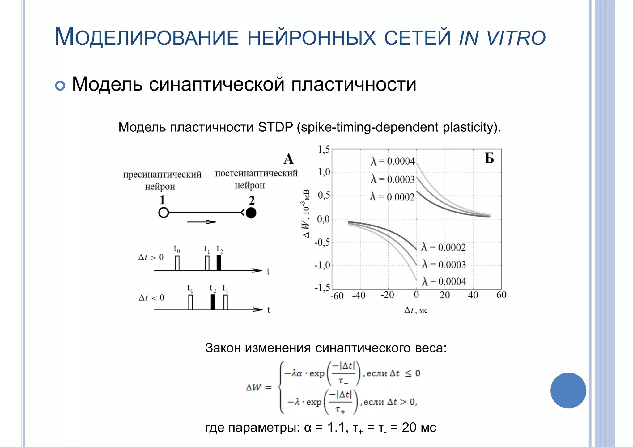 МОДЕЛИРОВАНИЕ НЕЙРОННЫХ СЕТЕЙ IN VITRO
 Модель синаптической пластичности
Модель пластичности STDP (spike-timing-dependent plasticity).
Закон изменения синаптического веса:
где параметры: α = 1.1, τ+ = τ- = 20 мс
 