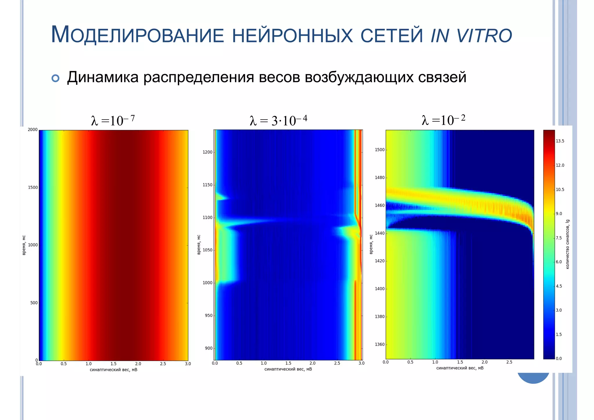 МОДЕЛИРОВАНИЕ НЕЙРОННЫХ СЕТЕЙ IN VITRO
 Динамика распределения весов возбуждающих связей
λ = 3∙10– 4 λ =10– 2
λ =10– 7
 