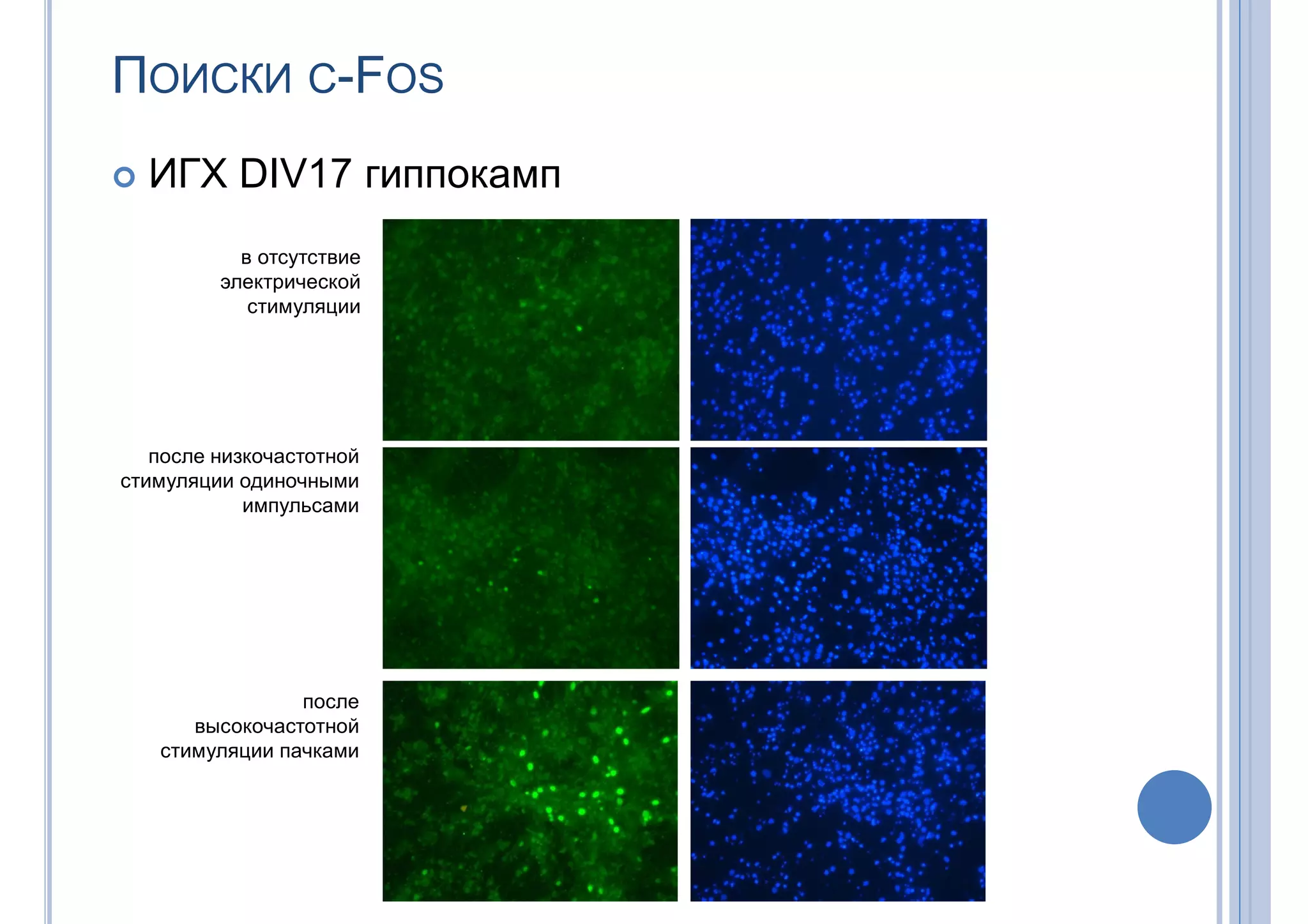 ПОИСКИ С-FOS
 ИГХ DIV17 гиппокамп
после низкочастотной
стимуляции одиночными
импульсами
в отсутствие
электрической
стимуляции
после
высокочастотной
стимуляции пачками
 