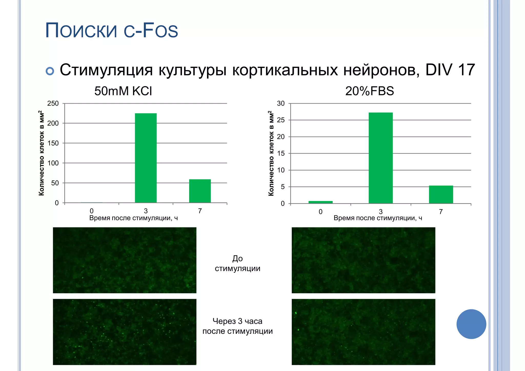 ПОИСКИ С-FOS
 Стимуляция культуры кортикальных нейронов, DIV 17
50mM KCl 20%FBS
Время после стимуляции, ч
0
50
100
150
200
250
0 3 7
Количествоклетоквмм2
0
5
10
15
20
25
30
0 3 7
Количествоклетоквмм2
До
стимуляции
Через 3 часа
после стимуляции
Время после стимуляции, ч
 