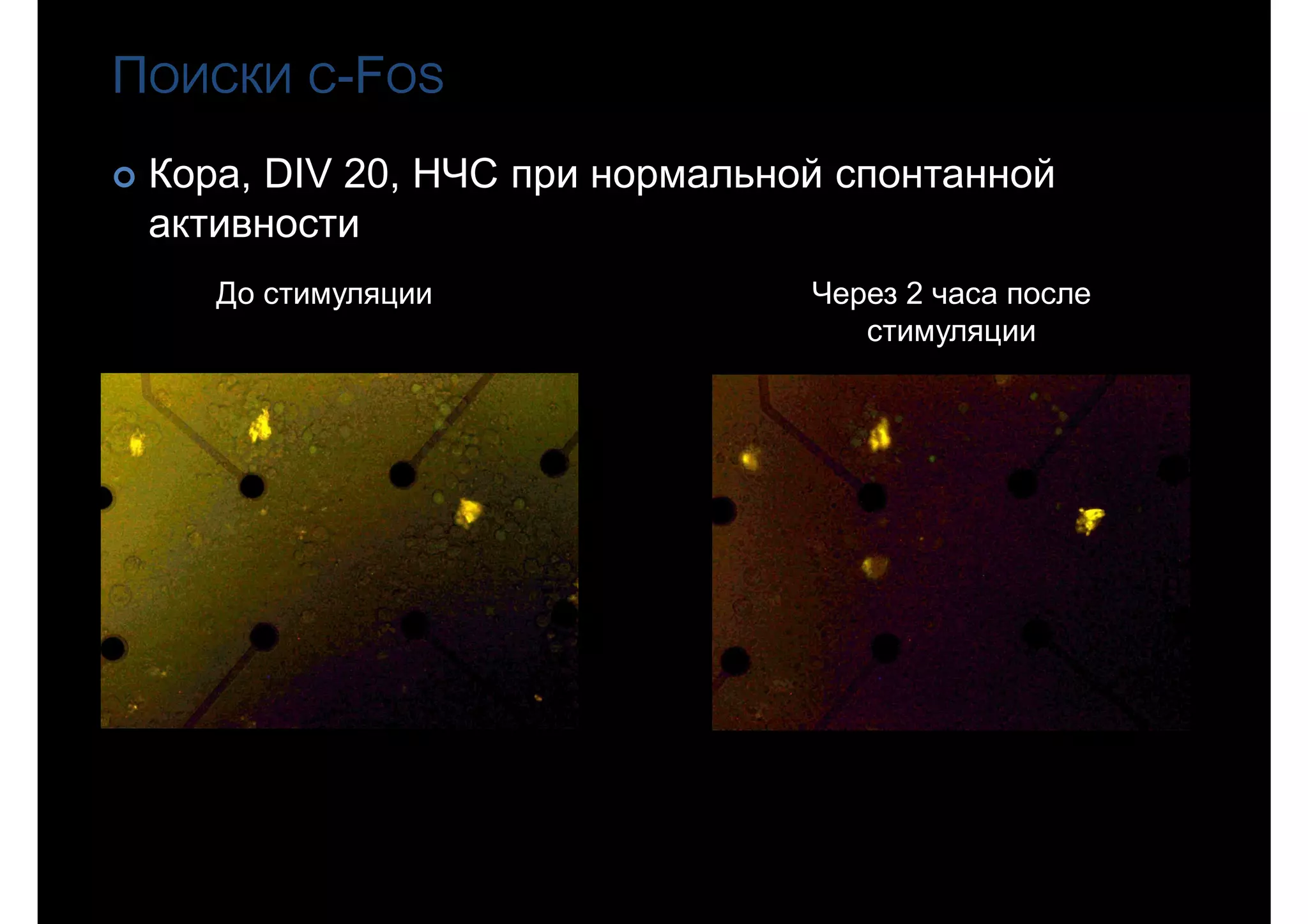 ПОИСКИ С-FOS
 Кора, DIV 20, НЧС при нормальной спонтанной
активности
До стимуляции Через 2 часа после
стимуляции
 