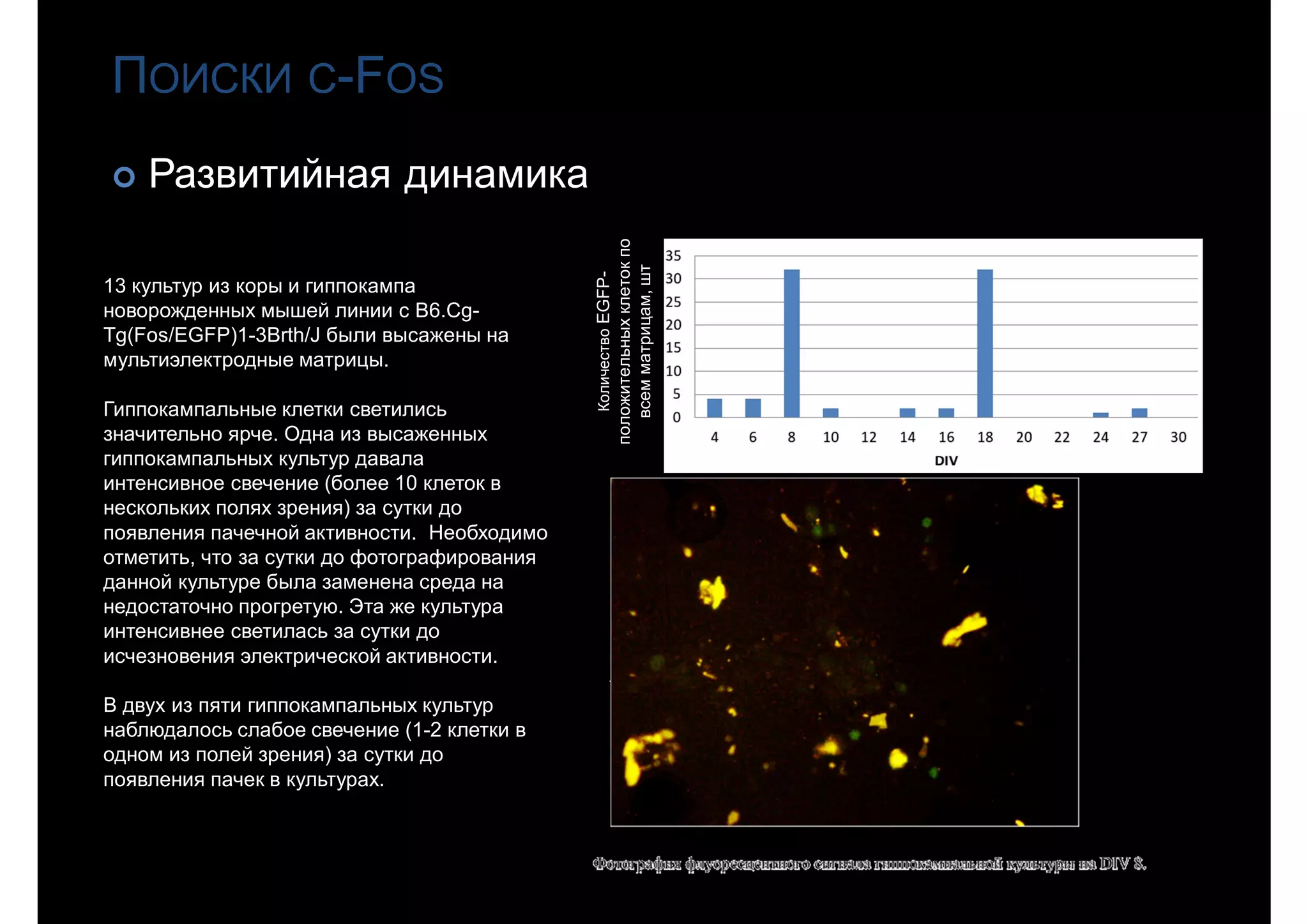 ПОИСКИ С-FOS
 Развитийная динамика
КоличествоEGFP-
положительныхклетокпо
всемматрицам,шт
13 культур из коры и гиппокампа
новорожденных мышей линии с B6.Cg-
Tg(Fos/EGFP)1-3Brth/J были высажены на
мультиэлектродные матрицы.
Гиппокампальные клетки светились
значительно ярче. Одна из высаженных
гиппокампальных культур давала
интенсивное свечение (более 10 клеток в
нескольких полях зрения) за сутки до
появления пачечной активности. Необходимо
отметить, что за сутки до фотографирования
данной культуре была заменена среда на
недостаточно прогретую. Эта же культура
интенсивнее светилась за сутки до
исчезновения электрической активности.
В двух из пяти гиппокампальных культур
наблюдалось слабое свечение (1-2 клетки в
одном из полей зрения) за сутки до
появления пачек в культурах.
 
