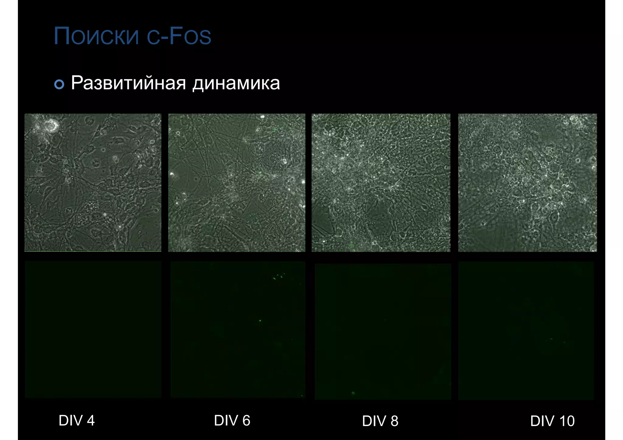 ПОИСКИ С-FOS
 Развитийная динамика
DIV 4 DIV 6 DIV 8 DIV 10
 