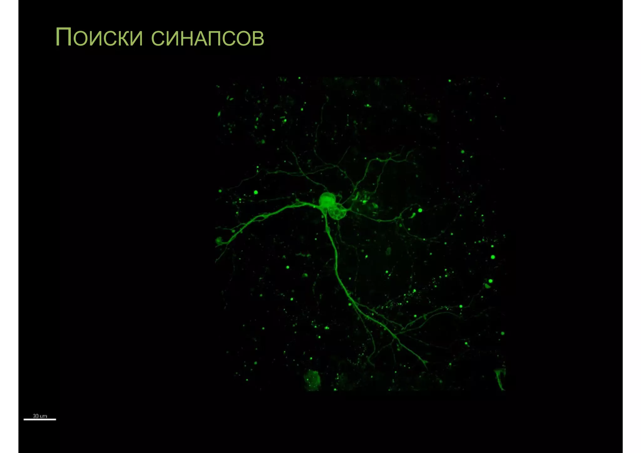 ПОИСКИ СИНАПСОВ
 