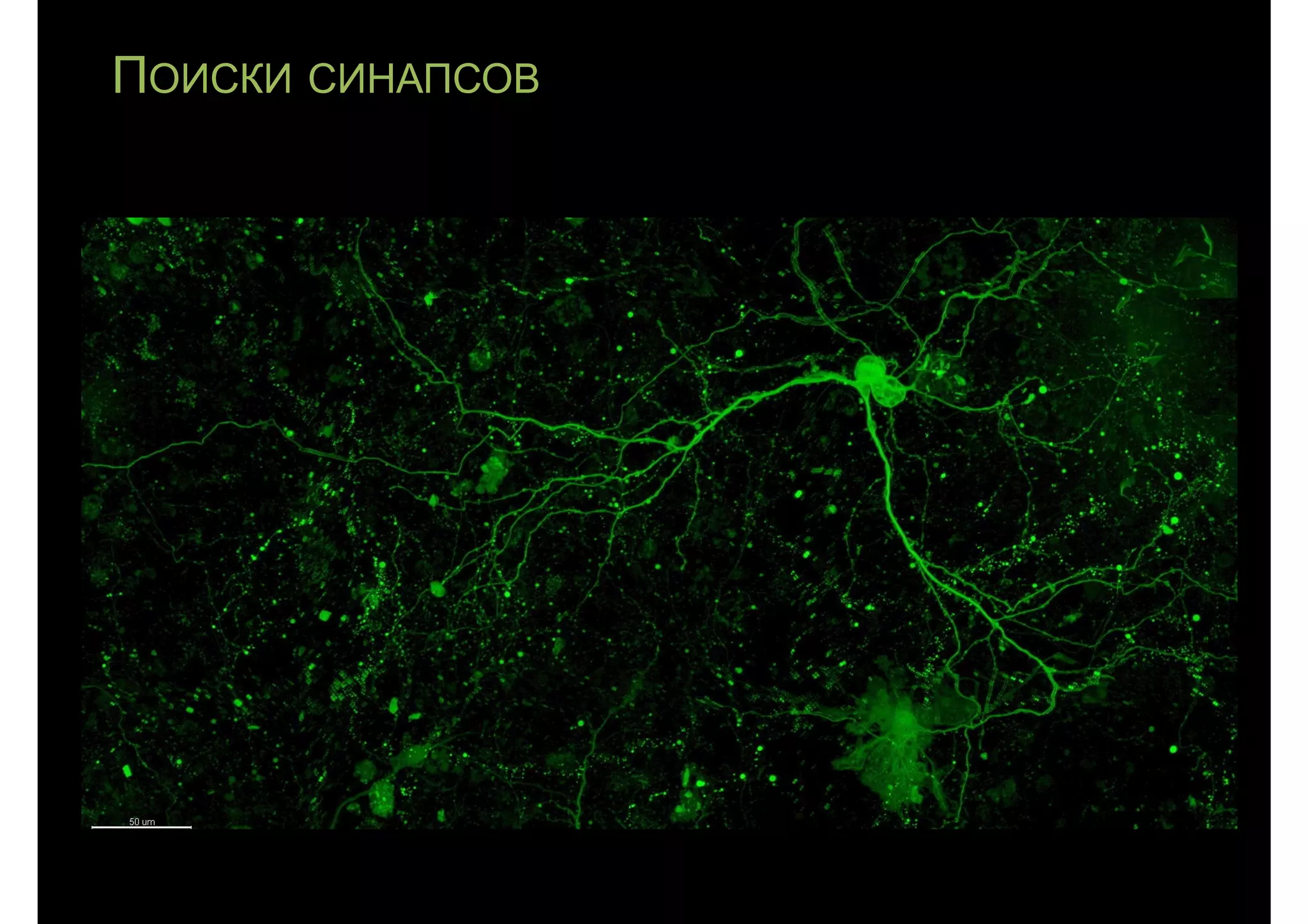 ПОИСКИ СИНАПСОВ
 