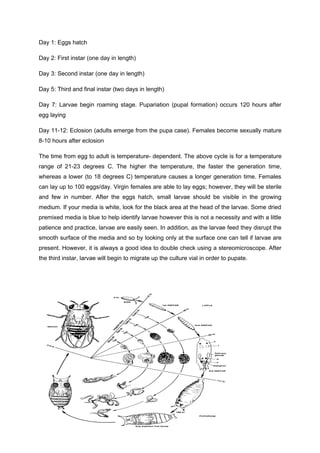 LAB REPORT DROSOPHILA MELANOGASTER | DOC