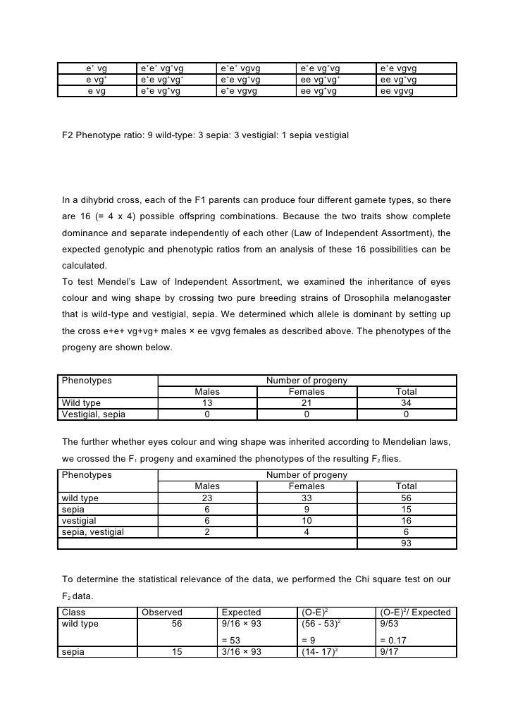 lab report drosophila melanogaster drosophila melanogaster lab report