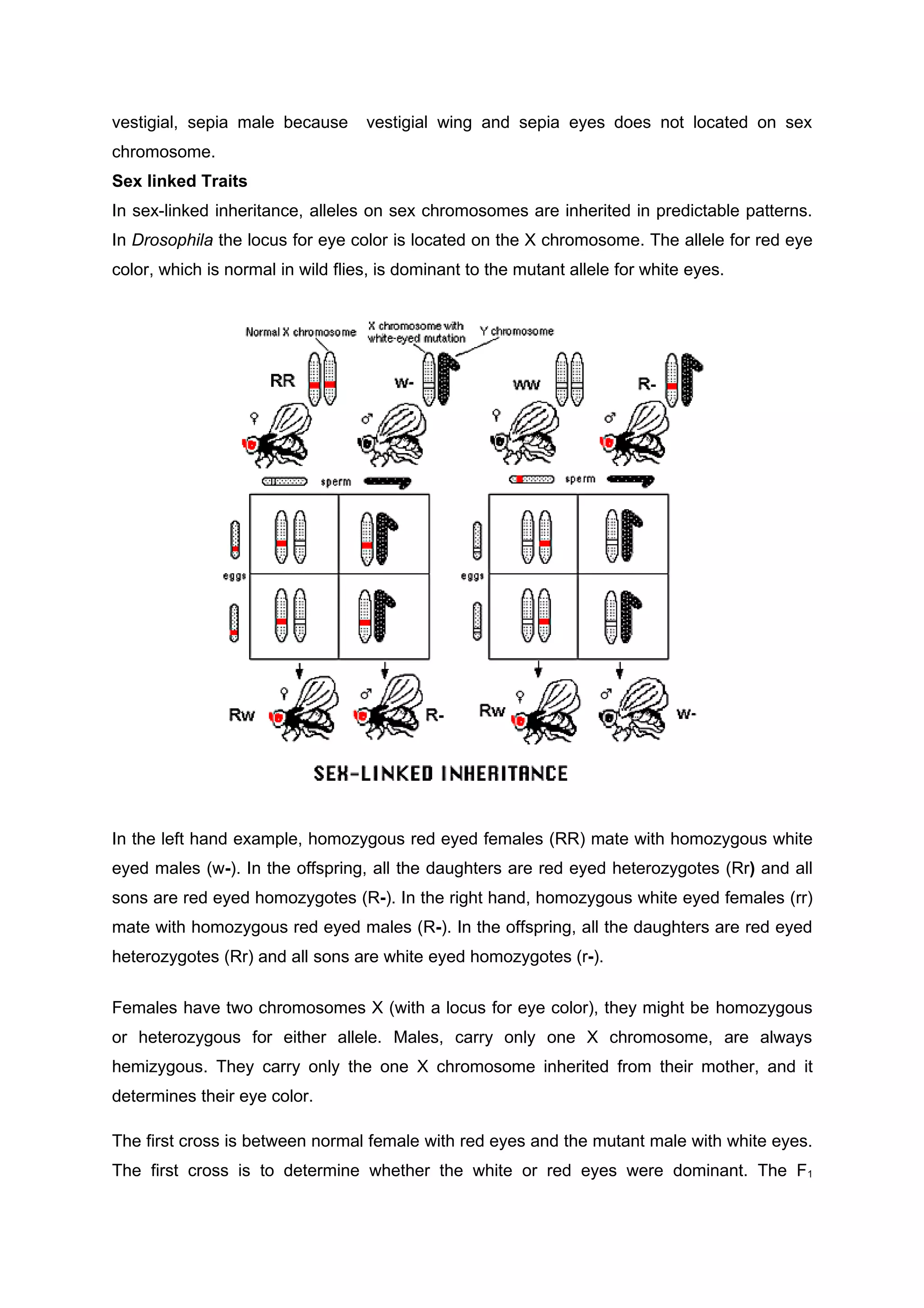 LAB REPORT DROSOPHILA MELANOGASTER | DOC
