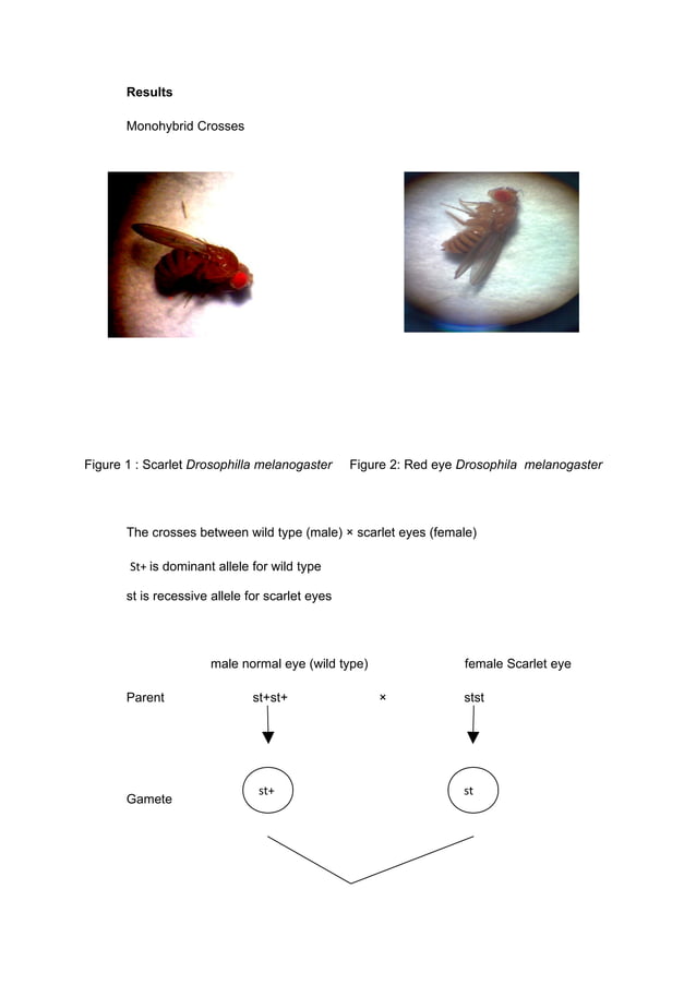 LAB REPORT DROSOPHILA MELANOGASTER