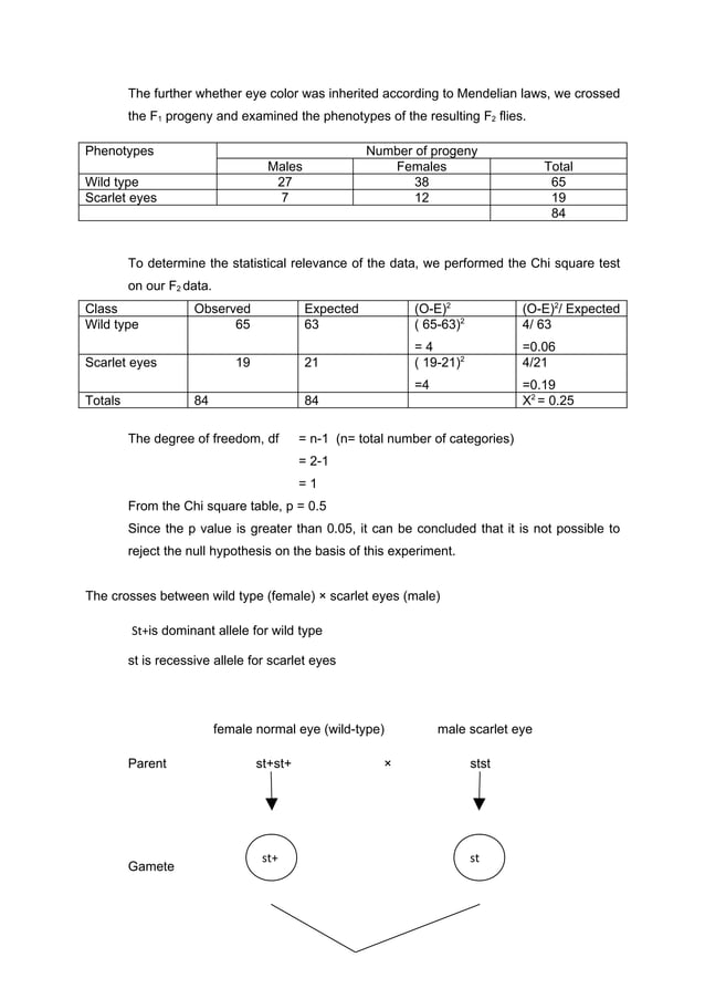 LAB REPORT DROSOPHILA MELANOGASTER