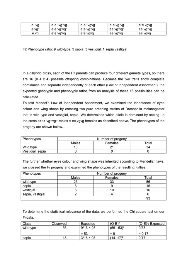 LAB REPORT DROSOPHILA MELANOGASTER