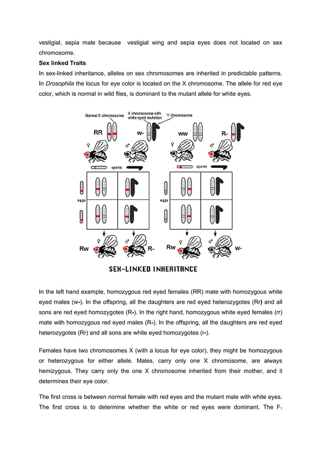 LAB REPORT DROSOPHILA MELANOGASTER