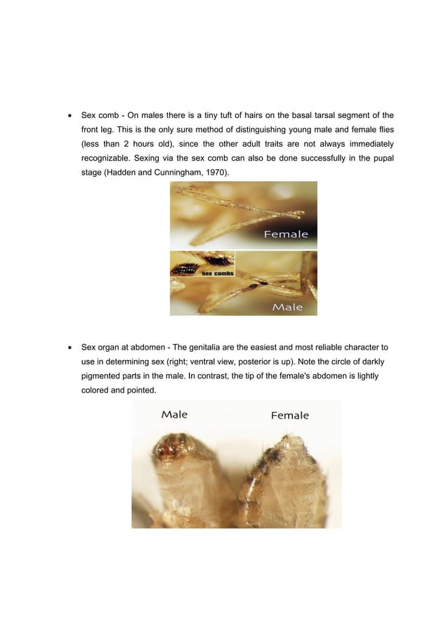 LAB REPORT DROSOPHILA MELANOGASTER