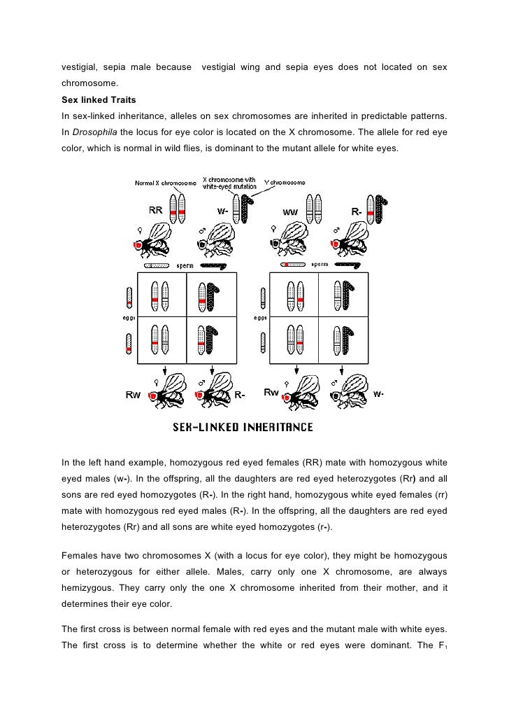 drosophilia cross lab report essay essay sample writing fruit fly lab report