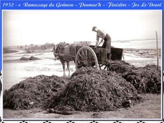 1952 - « Ramassage du Goémon – Penmac'h – Finistère – Jos Le Doaré
 