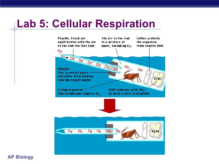 How is the rate of cellular respiration measured?