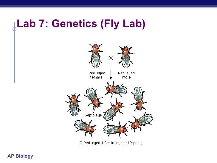 Ap biology 2002 essay rubric