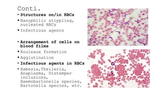 Review hematology diagnosis in veterinary | PPTX