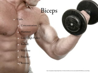 Biceps
Curls

   Concentration

   Hammer

   Low/High Pulley

   Barbell

   Machine

   Preacher

   Reverse

                       http://www.google.com/imgres?imgurl=http://www.daveywavey tness.com/wp-content/uploads/2010/08/bicep_curl_picweb.jpg
 