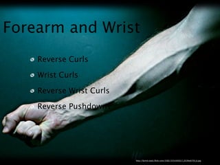 Forearm and Wrist
    Reverse Curls

    Wrist Curls

    Reverse Wrist Curls

    Reverse Pushdowns




                          http://www.google.com/imgres?imgurl=http://www.forearmstrength.com/forearm_bar_ef-ps001008.jpg
                                             http://farm4.static.ﬂickr.com/3382/3554305017_053fee6793_b.jpg
 