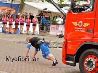 Myo brillar
              http://farm5.static. ickr.com/4025/4717017235_bd5b9cc542.jpg
 