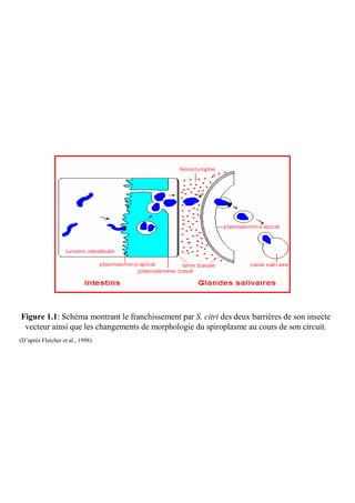 Figure 1.1: Schéma montrant le franchissement par S. citri des deux barrières de son insecte
 vecteur ainsi que les changements de morphologie du spiroplasme au cours de son circuit.
(D’après Fletcher et al., 1998).
 