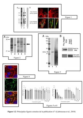 Figure 1




        Figure 2




                                                             Figure 3

                    Figure 4




                                                   Figures 5 et 6


Figure 1.2: Principales figures extraites de la publication n°1 (Labroussaa et al., 2010)
 