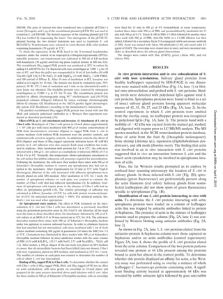 VOL. 76, 2010                                                                        S. CITRI PGK AND LEAFHOPPER ACTIN INTERACTION                                1881

DH10B. The gene of interest was then transferred into a plasmid pET28a(ϩ)                were ﬁxed for 15 min in 500 ␮l of 4% formaldehyde at room temperature,
vector (Novagen), and 1 ␮g of the recombinant plasmid (pET28 FL) was used to             washed three times with 500 ␮l of PBS, and permeabilized by incubation for 15
transform E. coli DH10B. The desired sequence of the resulting plasmid (pET28            min with 500 ␮l of 0.1% Triton X-100 in PBS–1% BSA followed by another three
FL) was veriﬁed by sequencing the insert. Two micrograms of the pET28 FL                 times wash with 500 ␮l of PBS. Anti-His MAb at a 1:1,000 dilution was then
plasmid bearing the two desired mutations was used to transform E. coli                  added, followed by a secondary Alexa 514-conjugated rabbit anti-mouse antibody
BL21(DE3). Transformants were selected on Luria-Bertani (LB) solid medium                (1:200). Actin was stained with Alexa 568-phalloidin (1:40) and nuclei with 0.2
containing kanamycin (50 ␮g/ml) at 37°C.                                                 ␮g/ml of DAPI. The coverslips were rinsed once in water and were mounted onto
   To check the expression of the PGK fused to the N-terminal hexahistidine              slides as described above for salivary gland observations.
sequence under the control of an isopropyl-␤-D-thiogalactopyranoside (IPTG)-                The images were coded with blue (DAPI), green (Alexa 488), and red
inducible promoter, one transformant was cultivated in 500 ml of LB medium               (Alexa 568).
with kanamycin (30 ␮g/ml) until late log phase (optical density at 600 nm, 0.6).
The recombinant His6-tagged PGK protein was produced at 28°C in culture by
adding 0.1 mM IPTG for 3 h. Bacterial cells were centrifuged at 7,000 ϫ g for 10                                         RESULTS
min at 4°C, and then the pellet was resuspended in 10 ml of lysis buffer (50 mM
Tris-HCl [pH 8.0], 0.3 M NaCl, 25 mM MgSO4, 2.5 mM MnCl2, 1 mM PMSF,
                                                                                            In vitro protein interaction and in vivo colocalization of S.
and 100 unit/ml of DNase I). After 10 min of incubation at RT, lysozyme was              citri with host cytoskeleton. Salivary gland proteins from
added at 0.2 mg/ml for 10 min. The mixture was lysed by sonication (rate, 50%            healthy leafhoppers separated by SDS-PAGE in one dimen-
pulses/s; 50 W; 4°C; 1 min of sonication and 1 min on ice alternatively) until a         sion were stained with colloidal blue (Fig. 1A, lane 1) or blot-
clear lysate was obtained. The insoluble proteins were removed by subsequent             ted onto nitrocellulose and probed with S. citri proteins. Bind-
centrifugation at 13,000 ϫ g at 4°C for 10 min. The recombinant protein was
puriﬁed by afﬁnity chromatography using Ni2ϩ-nitrilotriacetic acid (Ni-NTA)
                                                                                         ing levels were detected with polyclonal IgGs against total S.
prepacked columns (Qiagen) followed by cation exchange chromatography                    citri proteins. Spiroplasma proteins were found to bind to a set
                                                ¨
(Mono Q columns; GE Healthcare) on the AKTA puriﬁer liquid chromatogra-                  of insect salivary gland proteins having apparent molecular
phy system (GE Healthcare) according to the manufacturer’s instructions.                 masses of 42, 35, 30, 27, and 25 kDa (Fig. 1A, lane 2). In the
   The puriﬁed recombinant His6-tagged PGK protein was tested with anti-His
                                                                                         control experiment, in which S. citri proteins were omitted




                                                                                                                                                                           Downloaded from aem.asm.org at INRA on April 6, 2010
MAb and antiactin polyclonal antibodies in a Western blot experiment con-
ducted as described previously (19).                                                     from the overlay assay, no leafhopper protein was recognized
   Effect of PGK on S. citri attachment and invasion. (i) Attachment of S. citri to      by polyclonal IgGs (Fig. 1A, lane 3). The protein band with a
Ciha-1 cells. Monolayers of Ciha-1 cells grown in 24-well plates (approximately          mobility of ϳ42 kDa was excised from the stained gel, washed,
2 ϫ 105 cells per well) were incubated with 900 ␮l of various concentrations of          and digested with trypsin prior to LC-MS/MS analysis. The MS
PGK from Saccharomyces cerevisiae (Sigma) or tagged PGK from S. citri in
culture medium. Cells without PGK treatment were the positive controls, and
                                                                                         spectra matched, in the NCBI nonredundant protein database,
uninfected cells served as negative controls. As additional controls, the effects of     those of actin from the fruit ﬂy (Drosophila melanogaster),
BSA (Sigma) and those of His6-tagged eukaryotic initiation factor 4E (eIF4E)             brine shrimp (Artemia sp.), tapeworm (Diphyllobothrium den-
protein on S. citri adhesion were also assayed. Each assay condition was evalu-          driticum), and silk moth (Bombyx mori). The ﬁnding that actin
ated in triplicate. After incubation with proteins for 2 h at 32°C, the cells were
                                                                                         was involved in an in vitro interaction with S. citri proteins
infected with a 100-␮l S. citri culture at a multiplicity of infection (MOI) of 15 to
30 for 4 h at 4°C. Normally, this temperature allows spiroplasma attachment to           suggested that in vivo an interaction between S. citri and the
the cell surface but inhibits eukaryotic cell processes required for internalization.    insect actin cytoskeleton may be involved in spiroplasma inva-
Following the incubation, the cells were then washed three times with 500 ␮l of          sion of cells.
Schneider’s Drosophila medium to remove any spiroplasmas that had not at-                   Thus, the far Western results prompted us to explore by
tached to the monolayer. After trypsinization for 10 min at 32°C with TrypLE
(Invitrogen), dilutions of the cells associated with adherent spiroplasmas were
                                                                                         confocal laser scanning microscopy the location of S. citri in
directly plated on solid SP4 medium. After incubation at 32°C for 1 week, the            salivary glands. In those infected with S. citri (Fig. 1B), spiro-
number of spiroplasma colonies on each plate was counted to estimate the                 plasmas (green ﬂuorescence) are preferentially present along
number of Ciha-1 cells that had adherent spiroplasmas (4). In addition, treat-           the actin ﬁlaments (red color). Salivary glands from nonin-
ment of spiroplasmas with trypsin alone in the absence of Ciha-1 cells had no
                                                                                         fected leafhoppers did not show spots of green ﬂuorescence
effect on spiroplasma growth (18). The relative percentage of adhesion was
calculated as follows: [(number of CFU for cells with protein treatment)/(num-
                                                                                         speciﬁc to spiroplasmas (Fig. 1B).
ber of CFU for untreated control cells)] ϫ 100%. For statistical analysis, Stu-             Identiﬁcation of one S. citri protein interacting in vitro with
dent’s t test was used when appropriate.                                                 actin. To determine the S. citri proteins interacting with actin,
   (ii) Spiroplasmal entry analysis. The effect of PGK treatment on the inter-           spiroplasma proteins were loaded on a column of leafhopper
nalization of S. citri into Ciha-1 cells was determined as previously described
                                                                                         actin that was trapped by antiactin antibodies linked to protein
using the gentamicin protection assay (4, 28). Until S. citri infection, all the steps
were the same as those described above for attachment. Infection by 100 ␮l of S.         A-Sepharose. The presence of actin in the mixture of leafhopper
citri culture at an MOI of 15 to 30 was carried out at 32°C for 18 h. The cells were     proteins used to prepare the column (Fig. 2A, lane 1) was con-
thereafter washed three times with 500 ␮l of Schneider’s Drosophila medium               ﬁrmed by Western blotting using antiactin antibodies (Fig. 2A,
under low agitation to remove unbound bacteria. In order to eliminate bacteria           lane 2).
that had attached but not internalized, cells were incubated with 1 ml of fresh
culture medium containing 400 ␮g/ml of gentamicin (10 times the MIC) for 3 h
                                                                                            As shown in Fig. 2A, lane 3, S. citri proteins eluted from the
at 32°C. Gentamicin was eliminated by three washes with 500 ␮l of Schneider’s            antiactin–protein A-Sepharose column were those captured on
Drosophila medium followed by three additional washes with the same volume               Sepharose and/or on actin antibodies (control experiment).
of PBS (1.54 mM KH2PO4, 155.17 mM NaCl, 2.71 mM Na2HPO4 ⅐ 7H2O; pH                       Figure 2A, lane 4, shows the proﬁle of S. citri proteins eluted
7.2). After washes, a 100-␮l aliquot of the last wash was plated on SP4 medium
                                                                                         from the actin column. Comparison of the two protein patterns
to ensure that all extracellular bacteria had been killed (data not shown). Ciha-1
cells were trypsinized, plated on SP4 medium, and incubated at 32°C for 1 week.          revealed one protein at 44 kDa present among the proteins
The number of colonies on each plate was counted to determine the number of              bound to actin but absent in the control proﬁle. To determine
cells in which S. citri was internalized.                                                whether this protein displayed an afﬁnity for actin, a far West-
   Binding of His6-tagged PGK to Ciha-1 cells. To determine whether the contact          ern assay was performed using as overlay a mixture of whole
with Ciha-1 cells of His6-tagged PGK, BSA, and His6-tagged eiF4E has an effect
on actin cytoskeleton, cells were grown on coverslips in 24-well plates and
                                                                                         leafhopper C. haematoceps proteins containing actin. A signif-
prepared by the same process described above until infection with S. citri. After        icant binding activity located at approximately 44 kDa was
the three washes in 500 ␮l of Schneider’s Drosophila medium, cells on coverslips         revealed by rabbit antiactin IgGs followed by goat anti-rabbit
 