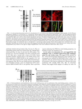 1882      LABROUSSAA ET AL.                                                                                              APPL. ENVIRON. MICROBIOL.




   FIG. 1. In vitro protein interactions and in vivo colocalization of S. citri with the actin ﬁlaments in leafhopper salivary glands. (A) Far Western
experiments: binding of S. citri proteins to C. haematoceps salivary gland proteins separated by SDS-PAGE. Lane 1, gel electrophoresis pattern
of salivary gland proteins (20 ␮g) stained with colloidal blue. Lane 2, blot from salivary gland proteins probed with S. citri proteins (20 ␮g). Anti-S.
citri polyclonal IgGs were used to detect bound spiroplasma proteins. Peroxidase-conjugated goat anti-rabbit IgGs were used as secondary
antibodies, and detection was performed with chemiluminescent substrate. Arrows on the right indicate the ﬁve signiﬁcant binding activities
between S. citri proteins and insect salivary glands proteins with apparent molecular masses of 42, 35, 30, 27, and 25 kDa. Lane 3, control blot not
probed with S. citri proteins but subjected to the same treatment as mentioned for lane 2. The relative molecular masses are indicated on the left.




                                                                                                                                                           Downloaded from aem.asm.org at INRA on April 6, 2010
(B) Confocal images of noninfected and S. citri-infected C. haematoceps salivary glands. Fixed salivary glands were incubated with S. citri
antibodies. Detection was carried out with Alexa 488-conjugated anti-rabbit IgG (green ﬂuorescence). Actin ﬁlaments were stained with Alexa
568-phalloidin (red). Photos to the right are higher magniﬁcations of the areas outlined in white boxes. Bars, 20 ␮m.



antibodies labeled with peroxidase (Fig. 2A, lane 5). The cor-                reports indicating that PGK has actin-binding properties, we
responding protein band was excised from the colloidal blue-                  decided to focus our attention on it.
stained gel (Fig. 2A, lane 4) and used for MS analysis. Two                     In vitro and ex vivo interaction of S. citri tagged-PGK with
proteins of S. citri were identiﬁed, one with a molecular mass                leafhopper actin. (i) Puriﬁed tagged PGK binds leafhopper
of 44.5 kDa and a second with a mass of 46 kDa. Seven                         actin in a gel overlay assay. His6-tagged PGK puriﬁed by
identiﬁed peptides matched those of the PGK protein (44.5                     Ni2ϩ-NTA chromatography followed by cation exchange chro-
kDa) annotated as SPICI 03-024 in the sequence of S. citri                    matography was analyzed by SDS-PAGE (Fig. 3, lane 1). As
strain GII3 and covered 23.79% of the whole theoretical pro-                  expected, only one protein band was observed at 44 kDa, and
tein sequence (Fig. 2B). For the 46-kDa protein, nine peptides                the presence of the tag was conﬁrmed in a Western blot assay
were identiﬁed as being a part of a lipoprotein (24%) anno-                   performed with anti-His MAb (Fig. 3B). To determine
tated as SPICI 03-098 in the S. citri genome. Due to previous                 whether His6-tagged PGK displays an afﬁnity for actin, far




   FIG. 2. Partial puriﬁcation and identiﬁcation of the S. citri 44-kDa protein. (A) For puriﬁcation of the actin-binding protein, a mixture of S.
citri proteins was loaded on an actin column composed of leafhopper actin trapped by antiactin antibodies linked to protein A-Sepharose. A control
experiment was carried out by omitting the leafhopper actin protein. Lane 1, the mixture of leafhopper proteins used to prepare the column was
analyzed by SDS-PAGE and stained with colloidal blue. Lane 2, proteins extracted from whole insects were transferred onto nitrocellulose
membranes. Saturated blots were probed with rabbit polyclonal antibodies against chicken actin, followed by immunological detection as previously
described (19). The band at 42 kDa reﬂects the presence of actin in the protein mixture and the speciﬁcity of the antiactin antibody. Lane 3, S.
citri proteins eluted from the antiactin protein A-Sepharose column were analyzed by SDS-PAGE. These proteins are linked to protein
A-Sepharose or/and to actin antibodies (control experiment). Lane 4, S. citri proteins eluted from the actin column were analyzed by SDS-PAGE.
Lane 5, binding of leafhopper proteins to S. citri proteins eluted from the actin column. The blot of S. citri proteins was probed with the mixture
of leafhopper proteins containing actin. Binding was detected with rabbit antiactin antibodies followed by goat anti-rabbit antibodies labeled with
peroxidase. Detection was performed with chemiluminescent substrate. Only one protein at 44 kDa was found to interact with leafhopper actin,
corresponding with the apparent molecular mass of the additional band present in lane 4. (B) LC-MS/MS analysis of the 44-kDa protein identiﬁed
phosphoglycerate kinase. Three distinct peptides matching the protein sequence are marked in bold. The underlined sequence in bold of 63 amino
acids consists of four separate peptides overlap by several amino acids: KIGNSLLEVDKVEIAKT, KTFLAKGQGKIILPIDALEAPEFADVP
AKV, KIILPIDALEAPEFADVPAKV, and KVTTGFDIDDGYMGLDIGPKT. Sequence coverage was 23.79%.
 