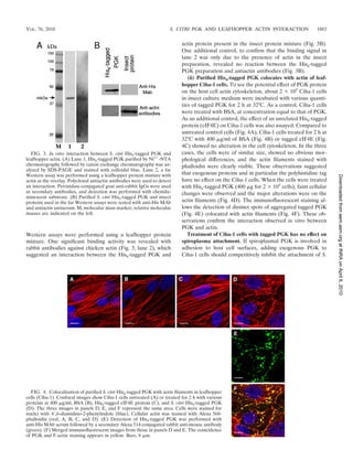 VOL. 76, 2010                                                           S. CITRI PGK AND LEAFHOPPER ACTIN INTERACTION                    1883


                                                                            actin protein present in the insect protein mixture (Fig. 3B).
                                                                            One additional control, to conﬁrm that the binding signal in
                                                                            lane 2 was only due to the presence of actin in the insect
                                                                            preparation, revealed no reaction between the His6-tagged
                                                                            PGK preparation and antiactin antibodies (Fig. 3B).
                                                                               (ii) Puriﬁed His6-tagged PGK colocates with actin of leaf-
                                                                            hopper Ciha-1 cells. To see the potential effect of PGK protein
                                                                            on the host cell actin cytoskeleton, about 2 ϫ 105 Ciha-1 cells
                                                                            in insect culture medium were incubated with various quanti-
                                                                            ties of tagged PGK for 2 h at 32°C. As a control, Ciha-1 cells
                                                                            were treated with BSA, at concentration equal to that of PGK.
                                                                            As an additional control, the effect of an unrelated His6-tagged
                                                                            protein (eIF4E) on Ciha-1 cells was also assayed. Compared to
                                                                            untreated control cells (Fig. 4A), Ciha-1 cells treated for 2 h at
                                                                            32°C with 400 ␮g/ml of BSA (Fig. 4B) or tagged eIF4E (Fig.
                                                                            4C) showed no alteration in the cell cytoskeleton. In the three
   FIG. 3. In vitro interaction between S. citri His6-tagged PGK and        cases, the cells were of similar size, showed no obvious mor-
leafhopper actin. (A) Lane 1, His6-tagged PGK puriﬁed by Ni2ϩ-NTA           phological differences, and the actin ﬁlaments stained with
chromatography followed by cation exchange chromatography was an-           phalloidin were clearly visible. These observations suggested
alyzed by SDS-PAGE and stained with colloidal blue. Lane 2, a far
Western assay was performed using a leafhopper protein mixture with         that exogenous proteins and in particular the polyhistidine tag




                                                                                                                                                 Downloaded from aem.asm.org at INRA on April 6, 2010
actin as the overlay. Polyclonal antiactin antibodies were used to detect   have no effect on the Ciha-1 cells. When the cells were treated
an interaction. Peroxidase-conjugated goat anti-rabbit IgGs were used       with His6-tagged PGK (400 ␮g for 2 ϫ 105 cells), faint cellular
as secondary antibodies, and detection was performed with chemilu-          changes were observed and the major alterations were on the
minescent substrate. (B) Puriﬁed S. citri His6-tagged PGK and insect
proteins used in the far Western assays were tested with anti-His MAb       actin ﬁlaments (Fig. 4D). The immunoﬂuorescent staining al-
and antiactin antiserum. M, molecular mass marker; relative molecular       lows the detection of distinct spots of aggregated tagged PGK
masses are indicated on the left.                                           (Fig. 4E) colocated with actin ﬁlaments (Fig. 4F). These ob-
                                                                            servations conﬁrm the interaction observed in vitro between
                                                                            PGK and actin.
Western assays were performed using a leafhopper protein                       Treatment of Ciha-1 cells with tagged PGK has no effect on
mixture. One signiﬁcant binding activity was revealed with                  spiroplasma attachment. If spiroplasmal PGK is involved in
rabbit antibodies against chicken actin (Fig. 3, lane 2), which             adhesion to host cell surfaces, adding exogenous PGK to
suggested an interaction between the His6-tagged PGK and                    Ciha-1 cells should competitively inhibit the attachment of S.




  FIG. 4. Colocalization of puriﬁed S. citri His6-tagged PGK with actin ﬁlaments in leafhopper
cells (Ciha-1). Confocal images show Ciha-1 cells untreated (A) or treated for 2 h with various
proteins at 400 ␮g/ml, BSA (B), His6-tagged eIF4E protein (C), and S. citri His6-tagged PGK
(D). The three images in panels D, E, and F represent the same area. Cells were stained for
nuclei with 4Ј,6-diamidino-2-phenylindole (blue). Cellular actin was stained with Alexa 568-
phalloidin (red; A, B, C, and D). (E) Detection of His6-tagged PGK was performed with
anti-His MAb serum followed by a secondary Alexa 514-conjugated rabbit anti-mouse antibody
(green). (F) Merged immunoﬂuorescent images from those in panels D and E. The coincidence
of PGK and F-actin staining appears in yellow. Bars, 8 ␮m.
 