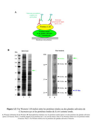 A                   Anticorps secondaires
                                              couplés à la
                                              peroxydase
                                                                                          Anticorps
                                                                                     polyclonal de lapin
                                                                                         anti S. citri
                                                                Protéines S. citri


                                                             Protéines totales
                                                          ou de glandes salivaires
                                                            de C. haematoceps

                                                         Membrane nitrocellulose




         B                      SDS-PAGE                                                    Far-western
                     kDa
                                                                     kDa
                     250

                     150                                                                         60 kDa

                     100
                                                                                                 50 kDa
                                                                     50
                     75



                     50

                                                                                                 42 kDa
                     37                                              37
                                                                                                 35 kDa


                     25
                                                                                                 30 kDa
                     20
                                                                                                                           27 kDa
                                                                     25                          25 kDa
                     15
                                   1         2                                 3        4                        5




       Figure 1.3: Far Western 1-D réalisé entre les protéines totales ou des glandes salivaires de
                    C.haematoceps et les protéines totales de S.citri comme sonde.
A: Principe schématisé du far Western. B: Electrophorèses réalisées avec les protéines totales (piste 1) ou des protéines des glandes salivaires
(piste 2) d’insectes. Piste 3: Contrôle négatif où les protéines de S. citri ont été omises. Piste 4: Far Western réalisé avec les protéines totales
                           d’insectes. Piste 5: Far Western réalisé avec les protéines des glandes salivaires d’insectes.
 