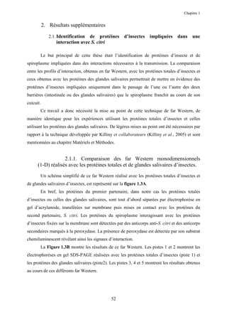 Chapitre 1


           2. Résultats supplémentaires

              2.1. Identificationde protéines          d’insectes      impliquées    dans    une
                 interaction avec S. citri

       Le but principal de cette thèse était l’identification de protéines d’insecte et de
spiroplasme impliquées dans des interactions nécessaires à la transmission. La comparaison
entre les profils d’interaction, obtenus en far Western, avec les protéines totales d’insectes et
ceux obtenus avec les protéines des glandes salivaires permettrait de mettre en évidence des
protéines d’insectes impliquées uniquement dans le passage de l’une ou l’autre des deux
barrières (intestinale ou des glandes salivaires) que le spiroplasme franchit au cours de son
cuicuit.
       Ce travail a donc nécessité la mise au point de cette technique de far Western, de
manière identique pour les expériences utilisant les protéines totales d’insectes et celles
utilisant les protéines des glandes salivaires. De légères mises au point ont été nécessaires par
rapport à la technique développée par Killiny et collaborateurs (Killiny et al., 2005) et sont
mentionnées au chapitre Matériels et Méthodes.


                   2.1.1. Comparaison des far Western monodimensionnels
      (1-D) réalisés avec les protéines totales et de glandes salivaires d’insectes.
       Un schéma simplifié de ce far Western réalisé avec les protéines totales d’insectes et
de glandes salivaires d’insectes, est représenté sur la figure 1.3A.
       En bref, les protéines du premier partenaire, dans notre cas les protéines totales
d’insectes ou celles des glandes salivaires, sont tout d’abord séparées par électrophorèse en
gel d’acrylamide, transférées sur membrane puis mises en contact avec les protéines du
second partenaire, S. citri. Les protéines du spiroplasme interagissant avec les protéines
d’insectes fixées sur la membrane sont détectées par des anticorps anti-S. citri et des anticorps
secondaires marqués à la peroxydase. La présence de peroxydase est détectée par son substrat
chemiluminescent révélant ainsi les signaux d’interaction.
       La Figure 1.3B montre les résultats de ce far Western. Les pistes 1 et 2 montrent les
électrophorèses en gel SDS-PAGE réalisées avec les protéines totales d’insectes (piste 1) et
les protéines des glandes salivaires (piste2). Les pistes 3, 4 et 5 montrent les résultats obtenus
au cours de ces différents far Western.




                                               52
 