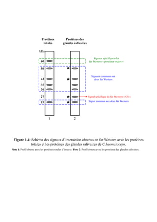 Protéines              Protéines des
                              totales             glandes salivaires

                           kDa

                                                                                Signaux spécifiques des
                            60                                              far Western « protéines totales »

                            50
                                                      *
                                                                              Signaux communs aux
                            42
                                                      *                          deux far Western

                            35
                            30

                            27
                                                      *                    Signal spécifique du far Western « GS »
                                                                            Signal commun aux deux far Western
                            25
                                                      *

                                    1                        2




 Figure 1.4: Schéma des signaux d’interaction obtenus en far Western avec les protéines
             totales et les protéines des glandes salivaires de C.haematoceps.
Piste 1: Profil obtenu avec les protéines totales d’insecte. Piste 2: Profil obtenu avec les protéines des glandes salivaires.
 