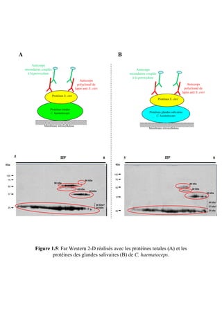A                                                                                B
                   Anticorps
              secondaires couplés                                                                        Anticorps
                à la peroxydase                                                                     secondaires couplés
                                                                                                      à la peroxydase
                                                             Anticorps
                                                           polyclonal de                                                                           Anticorps
                                                         lapin anti S. citri                                                                     polyclonal de
                                                                                                                                               lapin anti S. citri
                                    Protéines S. citri
                                                                                                                          Protéines S. citri


                                Protéines totales
                                C. haematoceps                                                                    Protéines glandes salivaires
                                                                                                                        C. haematoceps


                           Membrane nitrocellulose
                                                                                                                 Membrane nitrocellulose




      5                                    IEF                                   8
                                                                                 8             55                               IEF                                       8
      5                                                                                                                                                                   8

KDa                                                                                    KDa



                                                                                      100
100
 75                                                                60 kDa             75
                                     50 kDa                                                                                                          50 kDa
 50
                                                                                      50
                                                          42 kDa                                                                                       42 kDa
                                                                      35 kDa
 37                                                                                                                                                                  35 kDa
                                                                                       37

                                                                                                                                                                      32 kDa?
                                                                                                                                                                      30 kDa?
                                                                            30 kDa?                                                                                   30 kDa?
                                                                                                                                                                      27 kDa?
                                                                                                                                                                         kDa?
 25                                                                         25 kDa                                                                                    25 kDa
                                                                                      25                                                                              22 kDa
                                                                                                                                                                      25 kDa?

 20




                     Figure 1.5: Far Western 2-D réalisés avec les protéines totales (A) et les
                             protéines des glandes salivaires (B) de C. haematoceps.
 