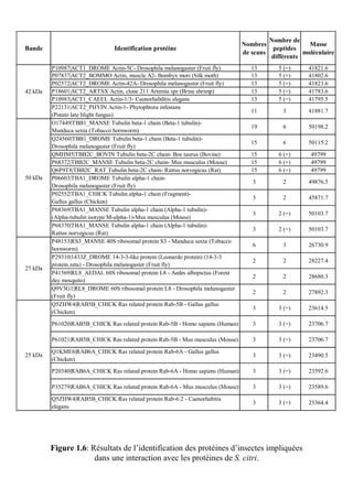 Nombre de
                                                                                Nombres               Masse
Bande                           Identification protéine                                   peptides
                                                                                de scans            moléculaire
                                                                                         différents
         P10987|ACT1_DROME Actin-5C- Drosophila melanogaster (Fruit fly)           13       5 (=)     41821.6
         P07837|ACT2_BOMMO Actin, muscle A2- Bombyx mori (Silk moth)               13       5 (=)     41802.6
         P02572|ACT2_DROME Actin-42A- Drosophila melanogaster (Fruit fly)          13       5 (=)     41823.6
42 kDa   P18601|ACT2_ARTSX Actin, clone 211 Artemia spr (Brine shrimp)             13       5 (=)     41783.6
         P10983|ACT1_CAEEL Actin-1/3- Caenorhabditis elegans                       13       5 (=)     41795.5
         P22131|ACT2_PHYIN Actin-1- Phytophtora infestans
                                                                                   11        3        41881.7
         (Potato late blight fungus)
         O17449|TBB1_MANSE Tubulin beta-1 chain (Beta-1 tubulin)-
                                                                                   19        6        50198.2
         Manduca sexta (Tobacco hornworm)
         Q24560|TBB1_DROME Tubulin beta-1 chain (Beta-1 tubulin)-
                                                                                   15        6        50115.2
         Drosophila melanogaster (Fruit fly)
         QMHM5|TBB2C_BOVIN Tubulin beta-2C chain- Bos taurus (Bovine)              15       6 (=)      49799
         P68372|TBB2C_MANSE Tubulin beta-2C chain- Mus musculus (Mouse)            15       6 (=)      49799
         Q6P9T8|TBB2C_RAT Tubulin beta-2C chain- Rattus norvegicus (Rat)           15       6 (=)      49799
50 kDa   P06603|TBA1_DROME Tubulin alpha-1 chain-
                                                                                   3         2        49876.5
         Drosophila melanogaster (Fruit fly)
         P02552|TBA1_CHICK Tubulin alpha-1 chain (Fragment)-
                                                                                   3         2        45871.7
         Gallus gallus (Chicken)
         P68369|TBA1_MANSE Tubulin alpha-1 chain (Alpha-1 tubulin)-
                                                                                   3        2 (=)     50103.7
         (Alpha-tubulin isotype M-alpha-1)-Mus musculus (Mouse)
         P68370|TBA1_MANSE Tubulin alpha-1 chain (Alpha-1 tubulin)-
                                                                                   3        2 (=)     50103.7
         Rattus norvegicus (Rat)
         P48153|RS3_MANSE 40S ribosomal protein S3 - Manduca sexta (Tobacco
                                                                                   6         3        26730.9
         hornworm)
         P29310|1433Z_DROME 14-3-3-like protein (Leonardo protein) (14-3-3
                                                                                   2         2        28227.4
         protein zeta) - Drosophila melanogaster (Fruit fly)
27 kDa
         P41569|RL8_AEDAL 60S ribosomal protein L8 - Aedes albopictus (Forest
                                                                                   2         2        28680.3
         day mosquito)
         Q9V3G1|RL8_DROME 60S ribosomal protein L8 - Drosophila melanogaster
                                                                                   2         2        27892.3
         (Fruit fly)
         Q5ZHW4|RAB5B_CHICK Ras related protein Rab-5B - Gallus gallus
                                                                                   3        3 (=)     23614.5
         (Chicken)
         P61020|RAB5B_CHICK Ras related protein Rab-5B - Homo sapiens (Human)      3        3 (=)     23706.7

         P61021|RAB5B_CHICK Ras related protein Rab-5B - Mus musculus (Mouse)      3        3 (=)     23706.7

         Q1KME6|RAB6A_CHICK Ras related protein Rab-6A - Gallus gallus
25 kDa                                                                             3        3 (=)     23490.5
         (Chicken)
         P20340|RAB6A_CHICK Ras related protein Rab-6A - Homo sapiens (Human)      3        3 (=)     23592.6

         P35279|RAB6A_CHICK Ras related protein Rab-6A - Mus musculus (Mouse)      3        3 (=)     23589.6

         Q5ZHW4|RAB5B_CHICK Ras related protein Rab-6.2 - Caenorhabitis
                                                                                   3        3 (=)     23364.4
         elegans




         Figure 1.6: Résultats de l’identification des protéines d’insectes impliquées
                      dans une interaction avec les protéines de S. citri.
 