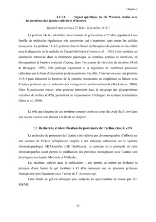 Chapitre 1


                             2.1.3.2.       Signal spécifique du far Western réalisé avec
      les protéines des glandes salivaires d’insectes

                       Signal d’interaction à 27 kDa : la protéine 14-3-3

       La protéine 14-3-3, identifiée dans la bande de gel localisée à 27 kDa, appartient à une
famille de molécules régulatrices très conservées qui s’expriment dans toutes les cellules
eucaryotes. La protéine 14-3-3, présente dans le fluide cérébrospinal de patients est un critère
pour le diagnostic de la maladie de Creutzfeldt-Jakob (Boston et al., 1982). Cette protéine est
néanmoins retrouvée dans la membrane plasmique de certaines cellules et intervient, en
désorganisant la barrière corticale d’actine, dans l’exocytose de vésicules de sécrétion (Roth
& Burgoyne, 1995). Elle participe également à la régulation de nombreux processus
cellulaires par le biais d’interaction protéine-protéine. En effet, l’interaction avec une protéine
14-3-3 peut détourner la fonction de la protéine interactante en empêchant sa liaison avec
d’autres protéines ou en induisant des changements conformationnels (Mackintosh, 2004).
Chez Trypanosoma brucei, cette protéine intervient dans le recyclage des glycoprotéines
variables de surface (GVS), permettant au trypanosome d’échapper au système immunitaire
(Benz et al., 2009).


       Le rôle que chacune de ces protéines pourrait avoir au cours du cycle de S. citri dans
son insecte vecteur sera discuté à la fin de ce chapitre.


            2.2. Recherche et identification du partenaire de l’actine chez S. citri

       La recherche du partenaire de l’actine a été réalisée par chromatographie d’affinité sur
une colonne de Protein A-Sepharose couplée à des anticorps anti-actine sur le système
chromatographique AKTApurifier (GE Healthcare). Le principe et le protocole de cette
chromatographie ayant permis la purification des protéines interagissant avec l’actine sont
développés au chapitre Matériels et Méthodes.
       Les résultats, publiés dans la publication 1, ont permis de mettre en évidence la
présence d’une bande de gel localisée à 45 kDa contenant une ou plusieurs protéines
interagissant spécifiquement avec l’actine de C. haematoceps.
       Cette bande de gel est découpée puis analysée en spectrométrie de masse par LC-
MS/MS.




                                                57
 