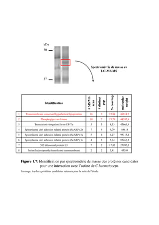 kDa
                         50




                                                                      Spectrométrie de masse en
                                                                             LC-MS/MS

                         37




                                                                                           % coverage


                                                                                                        molecular
                                                                   # MS/MS


                                                                             # distinct




                                                                                                         weight
                                                                     scan


                          Identification                                        pep


1       Transmembrane conserved hypothetical lipoprotéine            16          9        23,84         46014,9
2                     Phosphoglycerate kinase                        10          7        23,79         44387,9
3                Translation elongation factor EF-Tu                  3          3        8,33          43669,9
4      Spiroplasma citri adhesion related protein (ScARP) 2b          7          6        9,79          88814
5      Spiroplasma citri adhesion related protein (ScARP) 5a          5          4        6,27          95315,4
6      Spiroplasma citri adhesion related protein (ScARP) 3c          4          3        5,94          87266,1
7                     50S ribosomal protein L3                        7          2        17,83         27997,3
8         Serine hydroxymethyltransferase transmembrane               2          2        5,81          45589



    Figure 1.7: Identification par spectrométrie de masse des protéines candidates
                 pour une interaction avec l’actine de C.haematoceps.
    En rouge, les deux protéines candidates retenues pour la suite de l’étude.
 