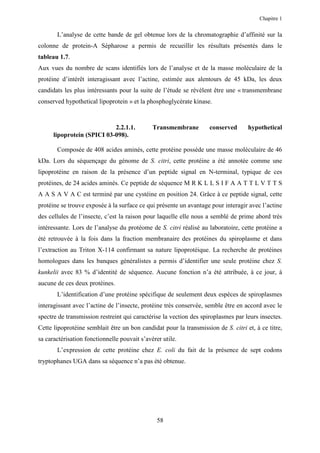 Chapitre 1


       L’analyse de cette bande de gel obtenue lors de la chromatographie d’affinité sur la
colonne de protein-A Sépharose a permis de recueillir les résultats présentés dans le
tableau 1.7.
Aux vues du nombre de scans identifiés lors de l’analyse et de la masse moléculaire de la
protéine d’intérêt interagissant avec l’actine, estimée aux alentours de 45 kDa, les deux
candidats les plus intéressants pour la suite de l’étude se révèlent être une « transmembrane
conserved hypothetical lipoprotein » et la phosphoglycérate kinase.



                            2.2.1.1.          Transmembrane         conserved      hypothetical
      lipoprotein (SPICI 03-098).

       Composée de 408 acides aminés, cette protéine possède une masse moléculaire de 46
kDa. Lors du séquençage du génome de S. citri, cette protéine a été annotée comme une
lipoprotéine en raison de la présence d’un peptide signal en N-terminal, typique de ces
protéines, de 24 acides aminés. Ce peptide de séquence M R K L L S I F A A T T L V T T S
A A S A V A C est terminé par une cystéine en position 24. Grâce à ce peptide signal, cette
protéine se trouve exposée à la surface ce qui présente un avantage pour interagir avec l’actine
des cellules de l’insecte, c’est la raison pour laquelle elle nous a semblé de prime abord très
intéressante. Lors de l’analyse du protéome de S. citri réalisé au laboratoire, cette protéine a
été retrouvée à la fois dans la fraction membranaire des protéines du spiroplasme et dans
l’extraction au Triton X-114 confirmant sa nature lipoprotéique. La recherche de protéines
homologues dans les banques généralistes a permis d’identifier une seule protéine chez S.
kunkelii avec 83 % d’identité de séquence. Aucune fonction n’a été attribuée, à ce jour, à
aucune de ces deux protéines.
       L’identification d’une protéine spécifique de seulement deux espèces de spiroplasmes
interagissant avec l’actine de l’insecte, protéine très conservée, semble être en accord avec le
spectre de transmission restreint qui caractérise la vection des spiroplasmes par leurs insectes.
Cette lipoprotéine semblait être un bon candidat pour la transmission de S. citri et, à ce titre,
sa caractérisation fonctionnelle pouvait s’avérer utile.
       L’expression de cette protéine chez E. coli du fait de la présence de sept codons
tryptophanes UGA dans sa séquence n’a pas été obtenue.




                                                58
 