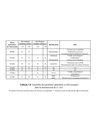 Far western         Far Western
     Masse
                 "protéines totales" "Glandes salivaires"
 moléculaire                                                   Identification                         Rôle
de l'interaction   1-D        2-D        1-D         2-D
                                                                                          *Liaison avec la spiraline
    60 kDa           X          X                               Glycoprotéine              *Implication au niveau
                                                                                   du franchissement épithélium intestinal?
                                                                 Tubuline β                *Traffic intracellulaire?
    50 kDa           X          X            X           X                                      *Endocytose?
                                                               Glycoprotéine               Liaison avec la spiraline
                                                                                           *Interaction avec la PGK
    42 kDa           X          X            X           X       Actine (F)
                                                                                  *Internalisation dans les cellules d'insectes
    35 kDa           X          X            X           X           nd                              nd
    30 kDa           X          ?            X           ?           nd                              nd
                                                                                          *Traffic intracellulaire?
    27 kDa                                   X           ?         14-3-3
                                                                                               *Exocytose?
                                                                    Rab5                      *Endocytose?
    25 kDa           X          X            X           X
                                                                    Rab6           *Détournement voie phago-lysosomiale?



                   Tableau 1.8: Ensemble des protéines identifiées et rôle éventuel
                                  dans la transmission de S. citri.
   X: bande d’interaction présente dans le far Western correspondant. ? : Présence et rôle non déterminés. nd: non déterminé.
 