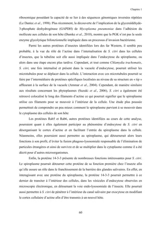 Chapitre 1


ribosomique possédant la capacité de se lier à des séquences génomiques inversées répétées
(Le Dantec et al., 1998). Plus récemment, la découverte de l’implication de la glyceraldéhyde-
3-phosphate deshydrogénase (GAPDH) de Mycoplasma pneumoniae dans l’adhésion du
mollicute aux cellules de son hôte (Dumke et al., 2010), montre que la PGK n’est pas la seule
enzyme glycolytique bifonctionnelle impliquée dans un processus d’invasion bactérienne.
       Parmi les autres protéines d’insectes identifiées lors des far Western, il semble peu
probable, à la vue du rôle de l’actine dans l’internalisation de S. citri dans les cellules
d’insectes, que la tubuline soit elle aussi impliquée dans l’endocytose du spiroplasme, ou
alors dans une étape encore plus tardive. Cependant, et tout comme Chlamydia trachomatis,
S. citri, une fois internalisé et présent dans la vacuole d’endocytose, pourrait utiliser les
microtubules pour se déplacer dans la cellule. L’interaction avec ces microtubules pourrait se
faire par l’intermédiaire de protéines spécifiques localisées au niveau de sa structure en « tip »
affleurant à la surface de la vacuole (Ammar et al., 2004). Cependant, de manière similaire
aux résultats concernant les phytoplasmes (Suzuki et al., 2006), S. citri a également été
retrouvé colocalisé le long des filaments d’actine ce qui pourrait signifier que le spiroplasme
utilise ces filaments pour se mouvoir à l’intérieur de la cellule. Une étude plus poussée
permettrait de comprendre un peu mieux comment le spiroplasme parvient à se mouvoir dans
le cytoplasme des cellules de son hôte
       Les protéines Rab5 et Rab6, autres protéines identifiées au cours de cette analyse,
pourraient quant à elles également participer au phénomène d’endocytose de S. citri en
désorganisant le cortex d’actine et en facilitant l’entrée du spiroplasme dans la cellule.
Néanmoins, elles pourraient aussi permettre au spiroplasme, qui détournerait alors leurs
fonctions à son profit, d’éviter la fusion phagoso-lysosomiale responsable de l’élimination de
particules étrangères et ainsi de survivre et de se multiplier dans le cytoplasme comme il a été
décrit pour d’autres microorganismes.
       Enfin, la protéine 14-3-3 présente de nombreuses fonctions intéressantes pour S. citri.
Le spiroplasme pourrait détourner cette protéine de sa fonction première chez l’insecte afin
qu’elle assure un rôle dans le franchissement de la barrière des glandes salivaires. En effet, en
interagissant avec une protéine du spiroplasme, la protéine 14-3-3 pourrait permettre à ce
dernier de transiter à l’intérieur des cellules, dans les vésicules d’endocytose observées en
microscopie électronique, en détournant la voie endo-lysosomiale de l’insecte. Elle pourrait
aussi permettre à S. citri de pénétrer à l’intérieur du canal salivaire par exocytose en modifiant
le cortex cellulaire d’actine afin d’être transmis à un nouvel hôte.



                                               60
 
