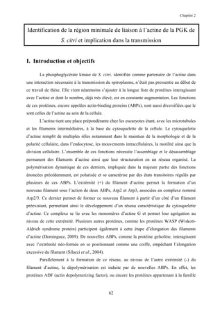 Chapitre 2



Identification de la région minimale de liaison à l’actine de la PGK de
                    S. citri et implication dans la transmission


I. Introduction et objectifs

       La phosphoglycérate kinase de S. citri, identifiée comme partenaire de l’actine dans
une interaction nécessaire à la transmission du spiroplasme, n’était pas pressentie au début de
ce travail de thèse. Elle vient néanmoins s’ajouter à la longue liste de protéines interagissant
avec l’actine et dont le nombre, déjà très élevé, est en constante augmentation. Les fonctions
de ces protéines, encore appelées actin-binding proteins (ABPs), sont aussi diversifiées que le
sont celles de l’actine au sein de la cellule.
       L’actine tient une place prépondérante chez les eucaryotes étant, avec les microtubules
et les filaments intermédiaires, à la base du cytosquelette de la cellule. Le cytosquelette
d’actine remplit de multiples rôles notamment dans le maintien de la morphologie et de la
polarité cellulaire, dans l’endocytose, les mouvements intracellulaires, la motilité ainsi que la
division cellulaire. L’ensemble de ces fonctions nécessite l’assemblage et le désassemblage
permanent des filaments d’actine ainsi que leur structuration en un réseau organisé. La
polymérisation dynamique de ces derniers, impliquée dans la majeure partie des fonctions
énoncées précédemment, est polarisée et se caractérise par des états transitoires régulés par
plusieurs de ces ABPs. L’extrémité (+) du filament d’actine permet la formation d’un
nouveau filament sous l’action de deux ABPs, Arp2 et Arp3, associées en complexe nommé
Arp2/3. Ce dernier permet de former ce nouveau filament à partir d’un côté d’un filament
préexistant, permettant ainsi le développement d’un réseau caractéristique du cytosquelette
d’actine. Ce complexe se lie avec les monomères d’actine G et permet leur agrégation au
niveau de cette extrémité. Plusieurs autres protéines, comme les protéines WASP (Wiskott-
Aldrich syndrome protein) participent également à cette étape d’élongation des filaments
d’actine (Dominguez, 2009). De nouvelles ABPs, comme la protéine gelsoline, interagissent
avec l’extrémité néo-formée en se positionnant comme une coiffe, empêchant l’élongation
excessive du filament (Silacci et al., 2004).
       Parallèlement à la formation de ce réseau, au niveau de l’autre extrémité (-) du
filament d’actine, la dépolymérisation est induite par de nouvelles ABPs. En effet, les
protéines ADF (actin depolymerizing factor), ou encore les protéines appartenant à la famille


                                                 62
 