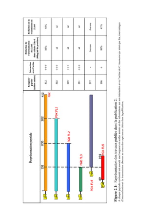 Réduction de
                                                                                                            Longueur                         l'internalisation     Réduction de la
                                    Représentation peptide                                                               Interaction
                                                                                                             peptide                             de S.citri        transmission de
                                                                                                                         avec l'actine
                                                                                                         (acides aminés)                   dans cellules Ciha-1         S.citri
                                                                                                                                         (400µg/ml de protéines)

         1                    101                   205                    302                   412
   His                                                                                                        412            +++                  85%                   48%
                                                                                                  PGK

   His                                                                        PGK FL1                         302            +++                   nd                    nd




   His                                                                                                        205            +++                   nd                    nd
                                                       PGK FL2


                                                                                                              101            +++                   nd                    nd
  His                             PGK FL3


                        His
                                                                                                              312              -                Aucune                Aucune
          PGK FL4

                   49                   154                                                                   106                                 80%                   41%
             His                          PGK FL5
                                                                                                                               +



Figure 2.1: Représentation des travaux publiés dans la publication 2.
A chaque peptide représenté est associé une longueur en acides aminés et des informations sur son interaction avec l’actine de C. haematoceps ainsi que les pourcentages
d’internalisation et de transmission obtenus au cours des expériences citées dans la publication.
 