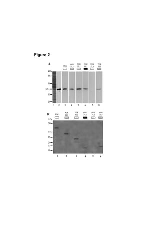 Figure 2
          A                          PGK       PGK   PGK   PGK   PGK
                             PGK     FL1       FL2   FL3   FL4   FL5

          kDa

          75


          50

     42

          37

          25
                1        2   3       4         5      6     7    8


                              PGK          PGK       PGK   PGK    PGK
      B             PGK       FL1          FL2       FL3   FL4    FL5

          kDa
          50


          37

          25

          20
          15
          10

                     1           2         3          4     5        6
 