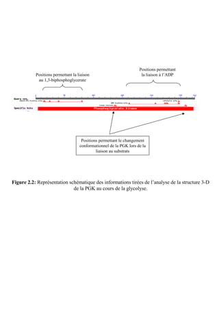 Positions permettant
           Positions permettant la liaison                           la liaison à l’ADP
            au 1,3-biphosphoglycerate




                                     Positions permettant le changement
                                    conformationnel de la PGK lors de la
                                             liaison au substrats




Figure 2.2: Représentation schématique des informations tirées de l’analyse de la structure 3-D
                             de la PGK au cours de la glycolyse.
 